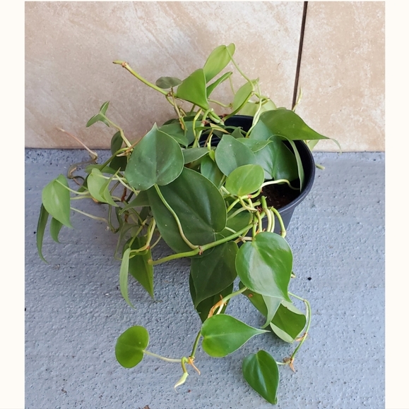 Philodendron 'Heart Leaf' Cordatum 'A' | 5.25" pot - Picture 3 of 5